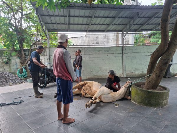 MIN 1 Sleman Gelar Latihan Kurban, Sembelih Satu Ekor Sapi